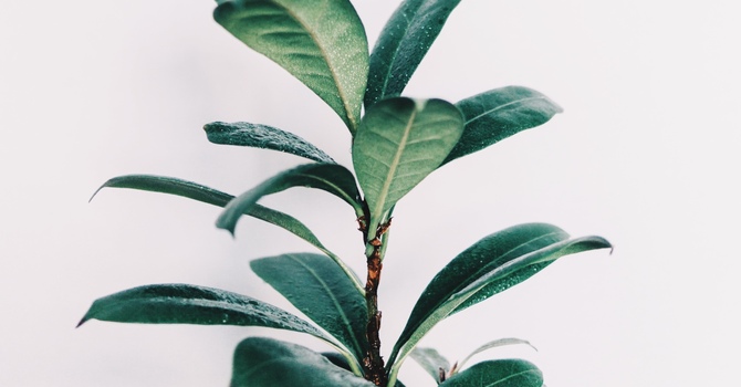 Massage Therapy with Alena